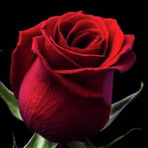 Meet your Posher, Maggie